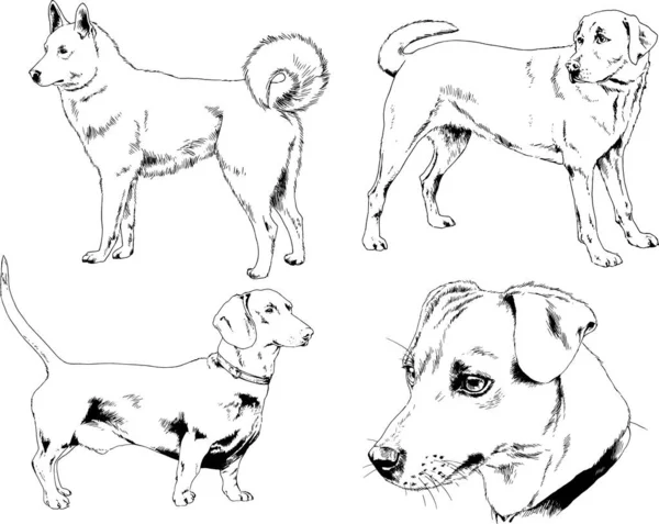 Dibujos Vectoriales Bocetos Pedigrí Perros Los Bastidores Dibujados Tinta Mano — Archivo Imágenes Vectoriales