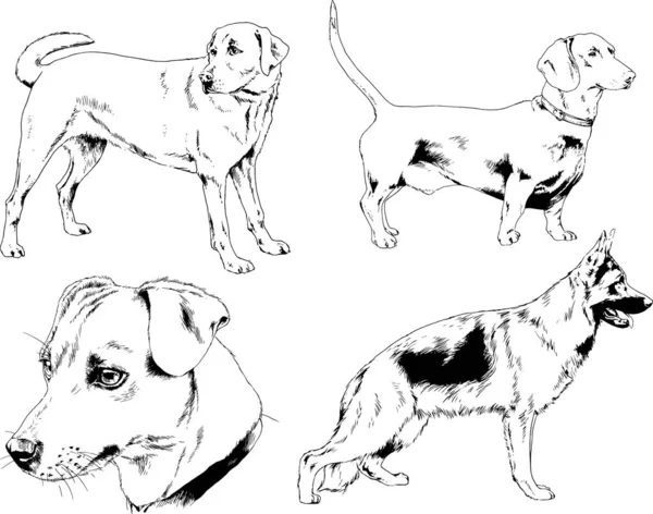 Dessins Vectoriels Croquis Chiens Pedigree Dans Les Supports Dessinés Encre — Image vectorielle