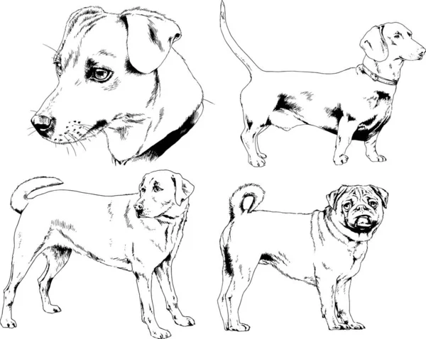 Dessins Vectoriels Croquis Chiens Pedigree Dans Les Supports Dessinés Encre — Image vectorielle