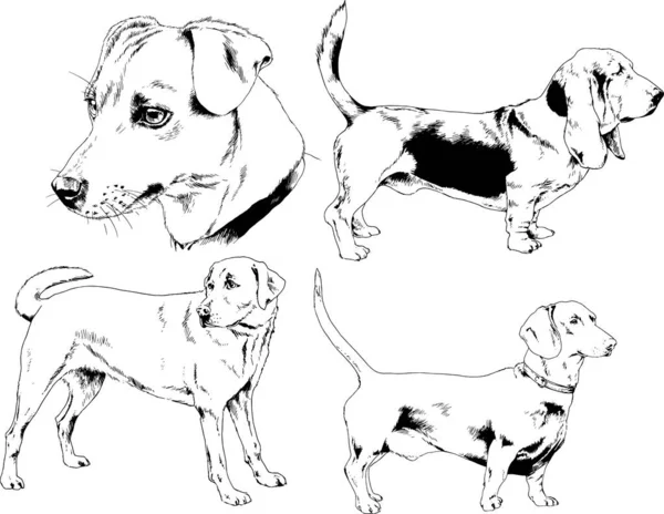 Dibujos Vectoriales Bocetos Pedigrí Perros Los Bastidores Dibujados Tinta Mano — Archivo Imágenes Vectoriales