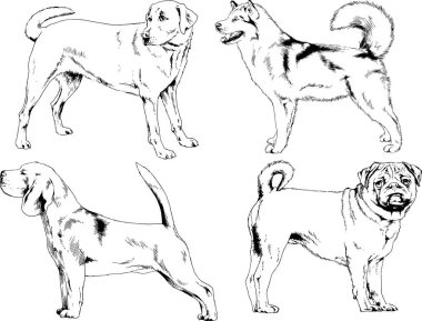 vektör çizim cins köpekler mürekkeple elle çizilmiş raflar içinde skeçler, arka plan ile obje