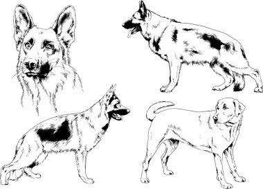 vektör çizim cins köpekler mürekkeple elle çizilmiş raflar içinde skeçler, arka plan ile obje