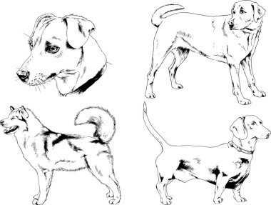 vektör çizim cins köpekler mürekkeple elle çizilmiş raflar içinde skeçler, arka plan ile obje