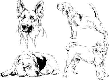 vektör çizim cins köpekler mürekkeple elle çizilmiş raflar içinde skeçler, arka plan ile obje
