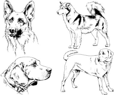 vektör çizim cins köpekler mürekkeple elle çizilmiş raflar içinde skeçler, arka plan ile obje