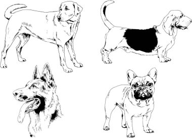 vektör çizim cins köpekler mürekkeple elle çizilmiş raflar içinde skeçler, arka plan ile obje