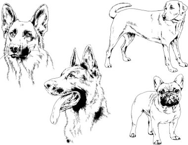 vektör çizim cins köpekler mürekkeple elle çizilmiş raflar içinde skeçler, arka plan ile obje