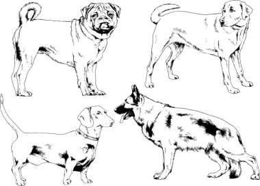 vektör çizim cins köpekler mürekkeple elle çizilmiş raflar içinde skeçler, arka plan ile obje