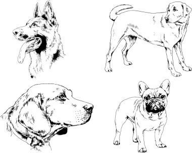 vektör çizim cins köpekler mürekkeple elle çizilmiş raflar içinde skeçler, arka plan ile obje