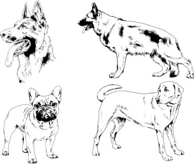 vektör çizim cins köpekler mürekkeple elle çizilmiş raflar içinde skeçler, arka plan ile obje