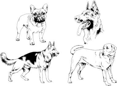 vektör çizim cins köpekler mürekkeple elle çizilmiş raflar içinde skeçler, arka plan ile obje