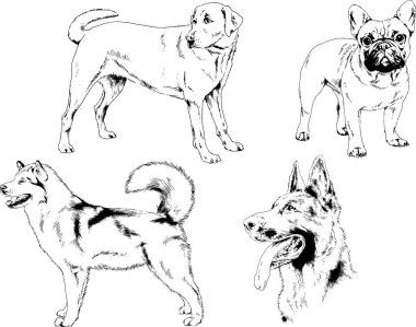vektör çizim cins köpekler mürekkeple elle çizilmiş raflar içinde skeçler, arka plan ile obje