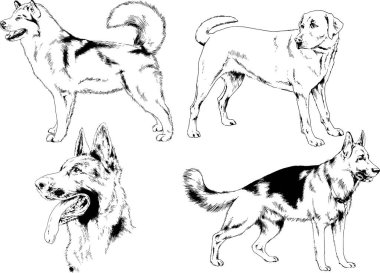 vektör çizim cins köpekler mürekkeple elle çizilmiş raflar içinde skeçler, arka plan ile obje