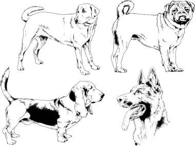 vektör çizim cins köpekler mürekkeple elle çizilmiş raflar içinde skeçler, arka plan ile obje