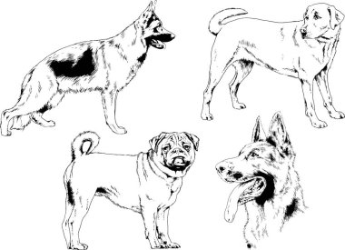 vektör çizim cins köpekler mürekkeple elle çizilmiş raflar içinde skeçler, arka plan ile obje
