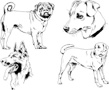 vektör çizim cins köpekler mürekkeple elle çizilmiş raflar içinde skeçler, arka plan ile obje