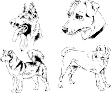 vektör çizim cins köpekler mürekkeple elle çizilmiş raflar içinde skeçler, arka plan ile obje