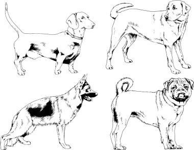 vektör çizim cins köpekler mürekkeple elle çizilmiş raflar içinde skeçler, arka plan ile obje
