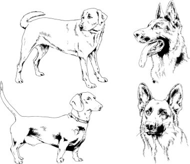 vektör çizim cins köpekler mürekkeple elle çizilmiş raflar içinde skeçler, arka plan ile obje
