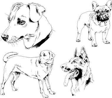 vektör çizim cins köpekler mürekkeple elle çizilmiş raflar içinde skeçler, arka plan ile obje