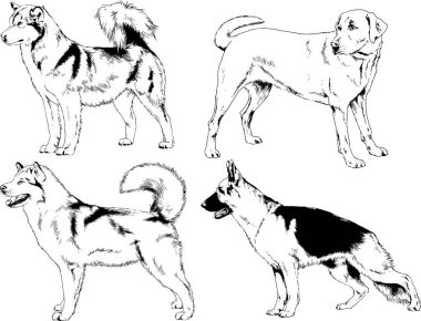 vektör çizim cins köpekler mürekkeple elle çizilmiş raflar içinde skeçler, arka plan ile obje