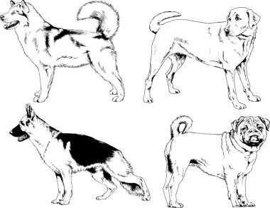 vektör çizim cins köpekler mürekkeple elle çizilmiş raflar içinde skeçler, arka plan ile obje