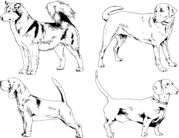 Dibujos Vectoriales Bocetos Pedigrí Perros Los Bastidores Dibujados Tinta Mano — Archivo Imágenes Vectoriales