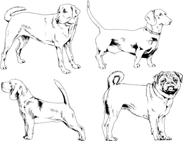 Векторные Рисунки Эскизы Родословных Собак Стойках Нарисованных Чернилами Вручную Объектов — стоковый вектор