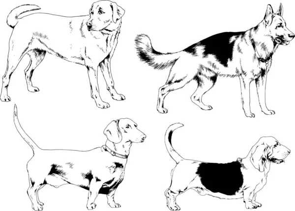 Dibujos Vectoriales Bocetos Pedigrí Perros Los Bastidores Dibujados Tinta Mano — Archivo Imágenes Vectoriales