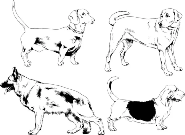 Disegni Vettoriali Schizzi Cani Pedigree Nei Rack Disegnati Inchiostro Mano — Vettoriale Stock