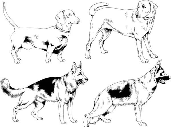 Desenhos Vetoriais Esboça Cães Pedigree Nas Prateleiras Desenhadas Tinta Mão — Vetor de Stock