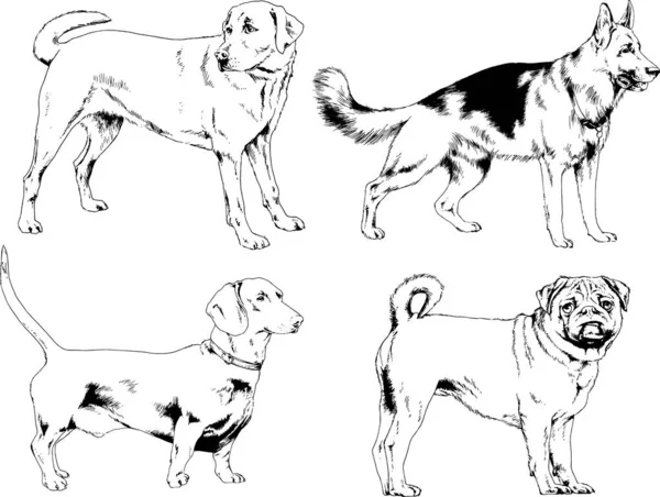 Dibujos Vectoriales Bocetos Pedigrí Perros Los Bastidores Dibujados Tinta Mano — Archivo Imágenes Vectoriales