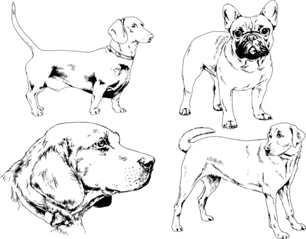 Dessins Vectoriels Croquis Chiens Pedigree Dans Les Supports Dessinés Encre — Image vectorielle