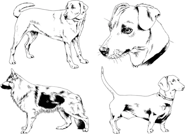 ベクター描画インクで手書きのラックの血統の犬をスケッチ 背景がないオブジェクト — ストックベクタ