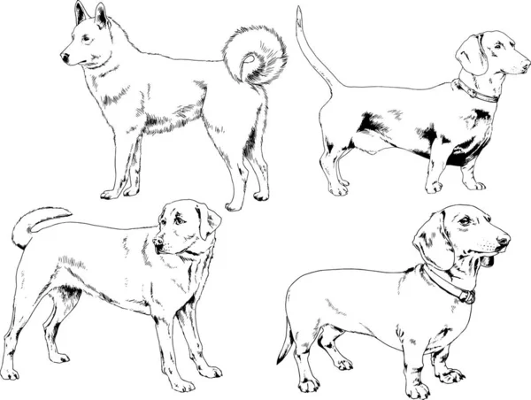 Dessins Vectoriels Croquis Chiens Pedigree Dans Les Supports Dessinés Encre — Image vectorielle