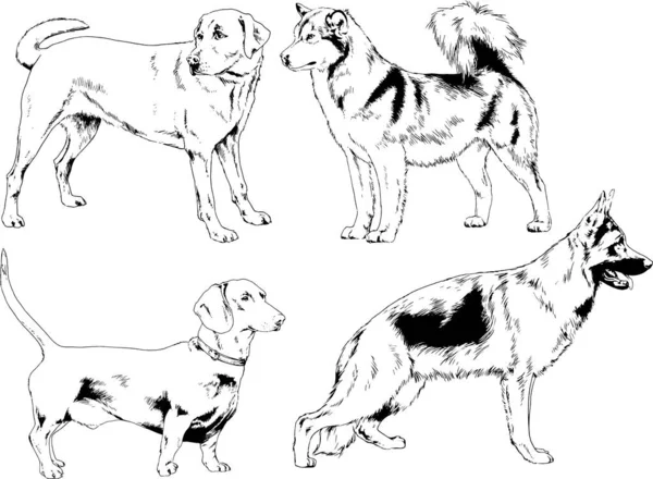 矢量绘图在用墨水绘制的衣架上的系谱犬 没有背景的对象 — 图库矢量图片