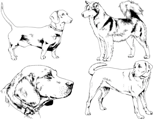 Desenhos Vetoriais Esboça Cães Pedigree Nas Prateleiras Desenhadas Tinta Mão —  Vetores de Stock