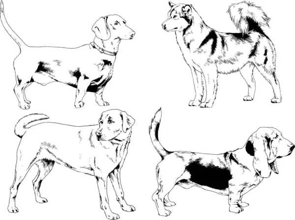 Dessins Vectoriels Croquis Chiens Pedigree Dans Les Supports Dessinés Encre — Image vectorielle