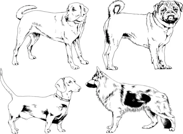 ベクター描画インクで手書きのラックの血統の犬をスケッチ 背景がないオブジェクト — ストックベクタ