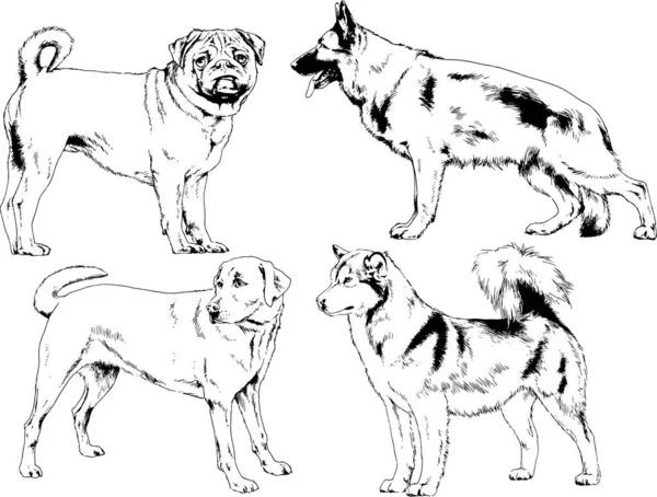 Dibujos Vectoriales Bocetos Pedigrí Perros Los Bastidores Dibujados Tinta Mano — Vector de stock