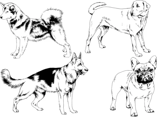 Dibujos Vectoriales Bocetos Pedigrí Perros Los Bastidores Dibujados Tinta Mano — Archivo Imágenes Vectoriales