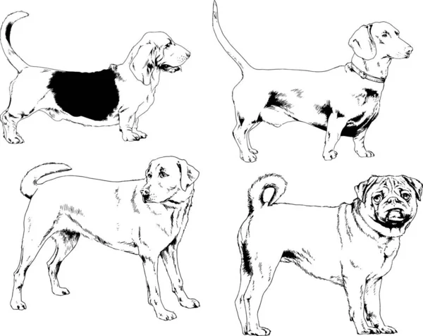 ベクター描画インクで手書きのラックの血統の犬をスケッチ 背景がないオブジェクト — ストックベクタ