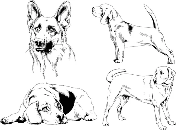 Desenhos Vetoriais Esboça Cães Pedigree Nas Prateleiras Desenhadas Tinta Mão —  Vetores de Stock