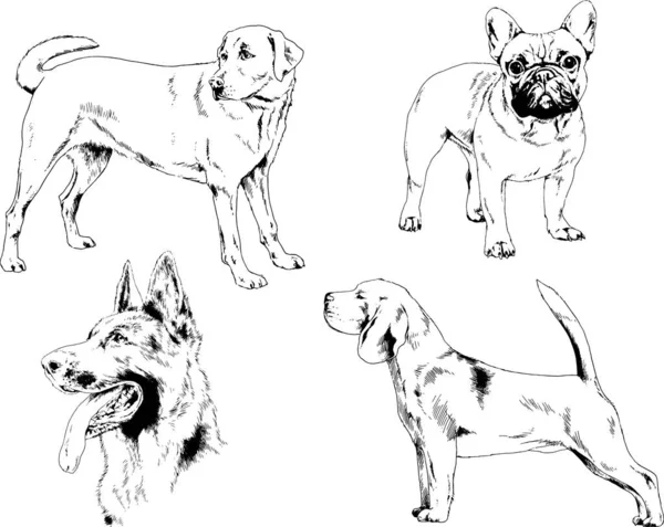 Desenhos Vetoriais Esboça Cães Pedigree Nas Prateleiras Desenhadas Tinta Mão — Vetor de Stock