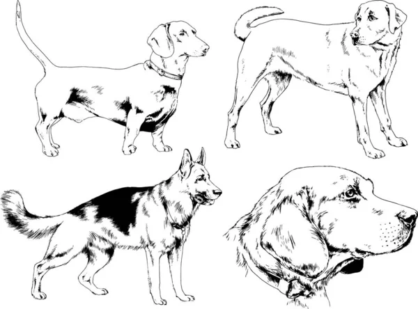 ベクター描画インクで手書きのラックの血統の犬をスケッチ 背景がないオブジェクト — ストックベクタ