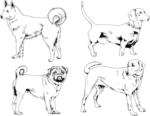 Dibujos Vectoriales Bocetos Pedigrí Perros Los Bastidores Dibujados Tinta Mano — Vector de stock