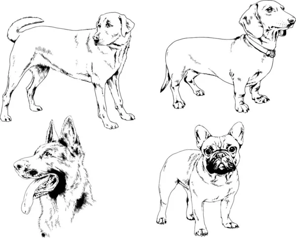 Dibujos Vectoriales Bocetos Pedigrí Perros Los Bastidores Dibujados Tinta Mano — Vector de stock