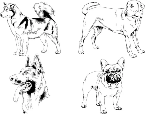 vektör çizim cins köpekler mürekkeple elle çizilmiş raflar içinde skeçler, arka plan ile obje