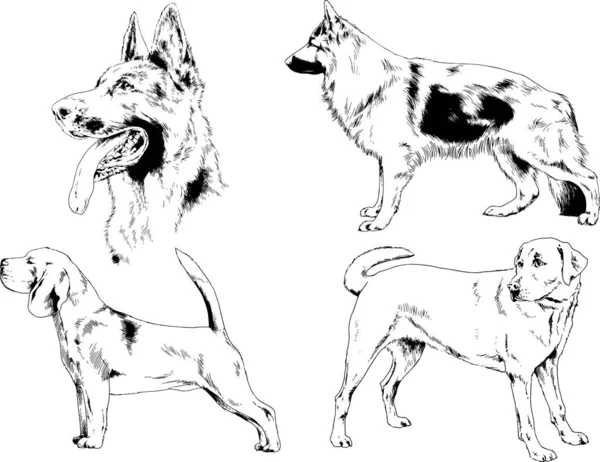 Dessins Vectoriels Croquis Chiens Pedigree Dans Les Supports Dessinés Encre — Image vectorielle