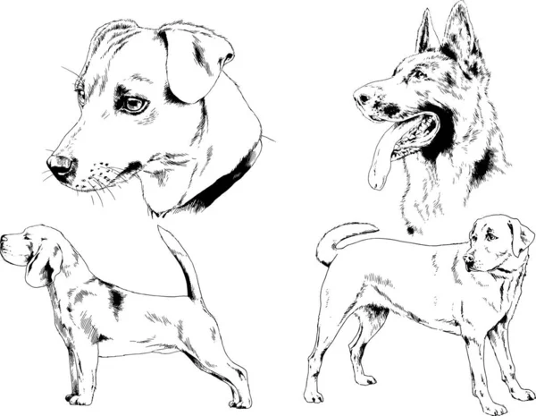 Disegni Vettoriali Schizzi Cani Pedigree Nei Rack Disegnati Inchiostro Mano — Vettoriale Stock